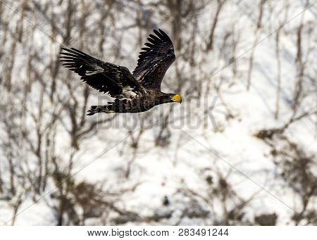 Flying Predatory Stellers Sea-eagle