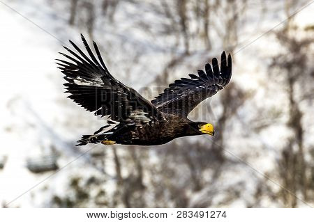 Flying Predatory Stellers Sea-eagle