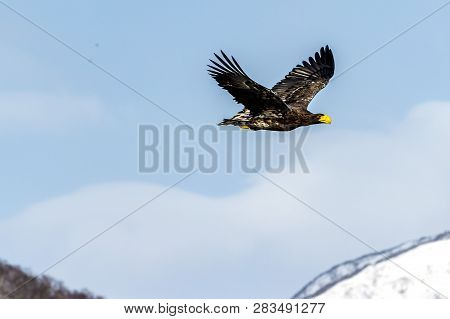 Flying Predatory Stellers Sea-eagle