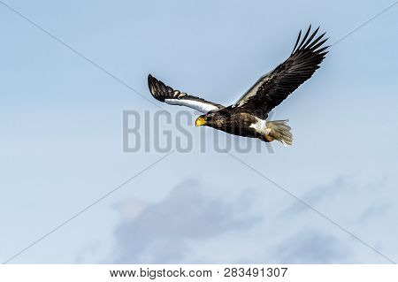 Flying Predatory Stellers Sea-eagle