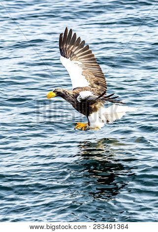 Flying Predatory Stellers Sea-eagle
