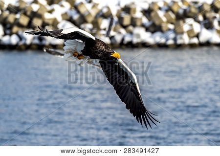 Flying Predatory Stellers Sea-eagle