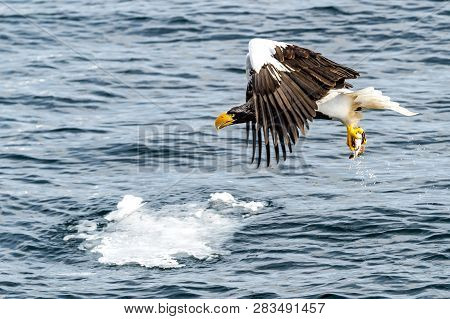 Flying Predatory Stellers Sea-eagle
