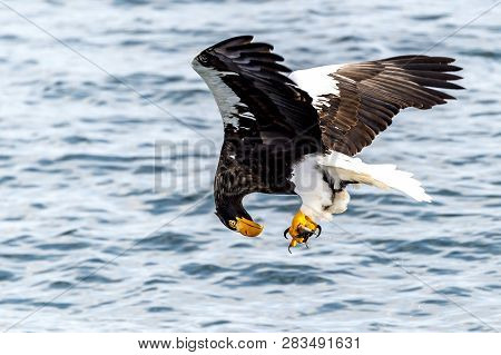Flying Predatory Stellers Sea-eagle