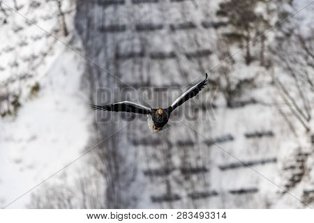 Flying Predatory Stellers Sea-eagle