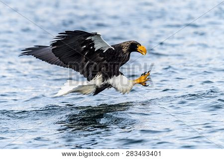 Flying Predatory Stellers Sea-eagle
