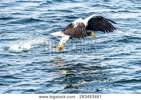 Flying Predatory Stellers Sea-eagle