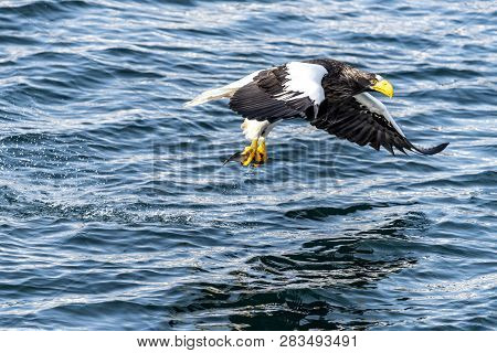 Flying Predatory Stellers Sea-eagle