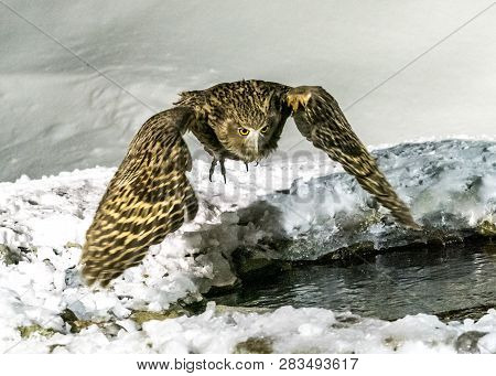 Eurasian Eagle Owl