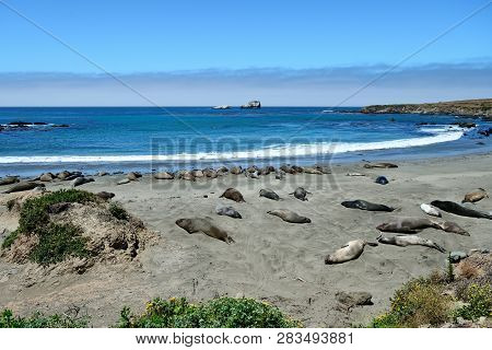 Cute And Funny Sea Elephants On The Pacific Coast. California, Usa