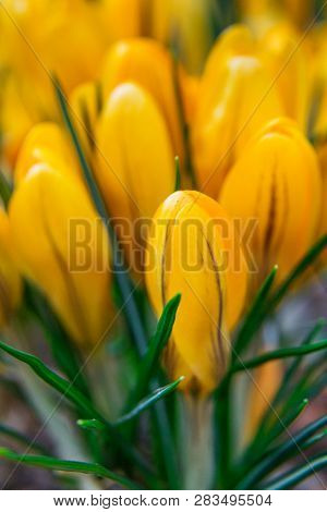 Group Of Yellow Crocus Flowering Plants (crocus Flavus).