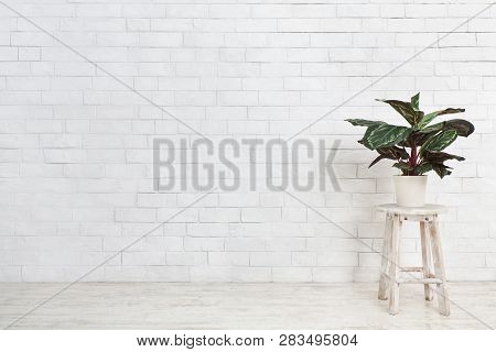 Houseplant Maranta On Chair Over White Brick Wall, Empty Space