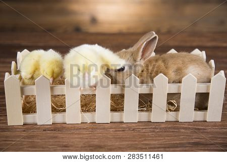 Easter Rabbit In The Shell Of Eggs. Colorful Eggs.