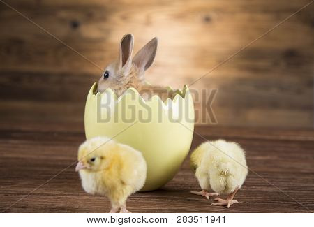 Easter Rabbit In The Shell Of Eggs. Colorful Eggs.