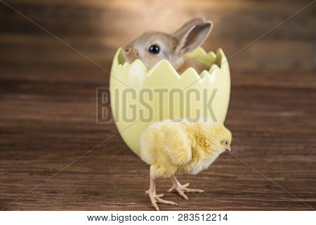 Easter Rabbit In The Shell Of Eggs. Colorful Eggs.