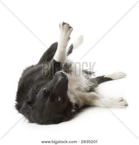 Border Collie (5 år, 6 månader)
