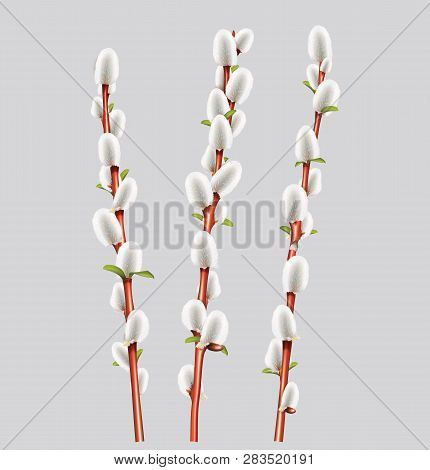 Spring Branches Catkins Willow With Green Leaves. Vector Illustration