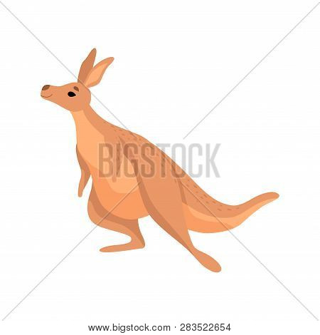 Cute Brown Kangaroo, Wallaby Australian Animal Character Vector Illustration