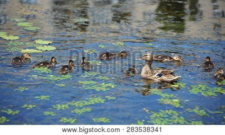 Wild Duck (anas Plathyrhynchos) Family Floating In The Lake