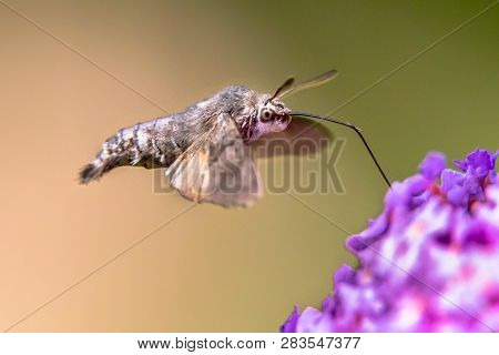 Hummingbird Hawk-moth (macroglossum Stellatarum) Fast Flying Butterfly Feeding On Purple Flowers In 