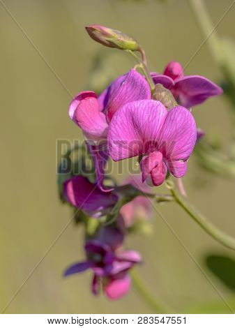 Tuberous Pea (lathyrus Tuberosus) Pink Flowers With Green Bakground