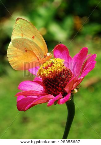 Cosmos-de-rosa flor e borboleta amarela