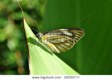 borboleta na folha
