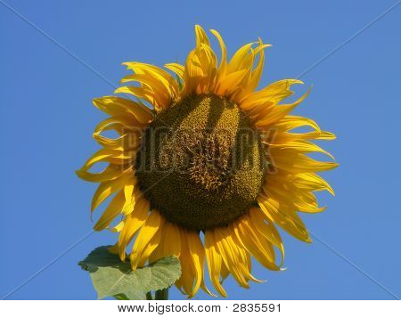 Girasole