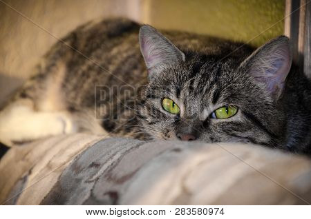 Cute Cat Is Lying On The Couch At Home