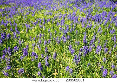 Background Of Little Blue Flowers Mouse Hyacinth Or Muskari Blooming In A Spring Park.