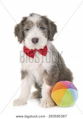Puppy Bearded Collie In Front Of White Background