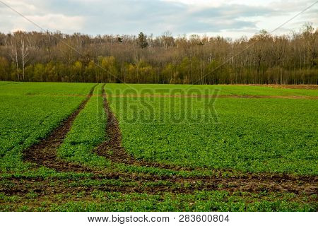 Dirt Road Path In Cereal Field Landscape In Spring. Tractor Tire Tracks On The Field In Latvia. Summ