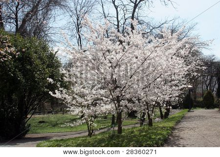 Fiori frutta in primavera prima