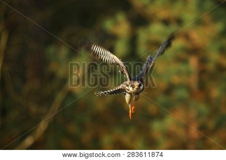 The Red-footed Falcon (falco Vespertinus) Is A Small, Slender Bird Of Prey
