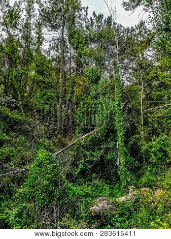 Background Of Small Trees With Very Green Climbing Plants In Segorbe