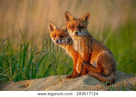 Red Fox Cubs At Sunset Curiously Looking In Camera.