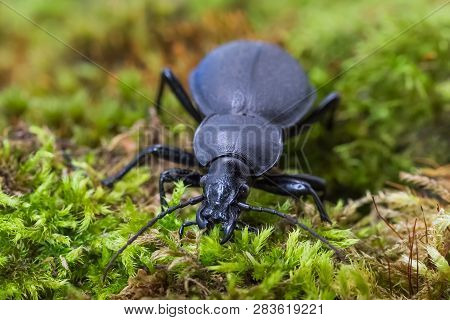 Black Carabus On Green Mosse In The Forest