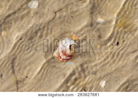 Brocken Seashells In Water On Sand Beach At Hot Sun Summer Day. View From Above.