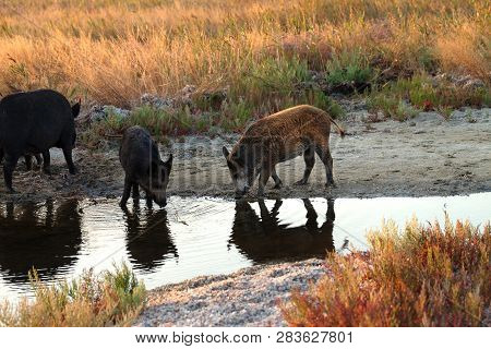 Young Wild Boars Drinks At Watering Place With Reflections On Water At Sunny Summer Evening