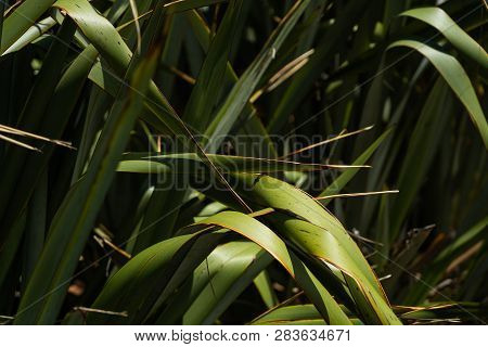 Palm Tree Close Up With The Sun In The Background, Marco Photography Of Palm Tree Leafs