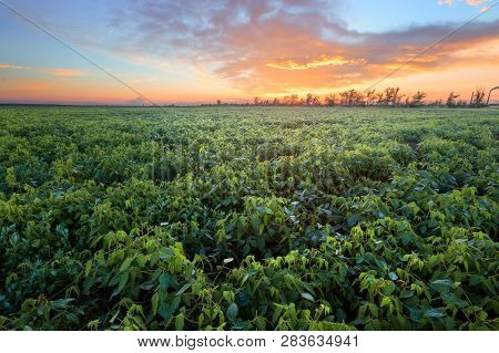 Farm Field At Sunset / Bright Colorful Landscape Of The Field Of Ukraine