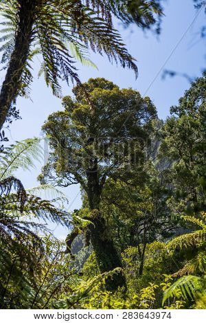 New Zealand Jungle, Amazing Nature Of New Zealand, Huge Tree In The Middle Of The Forrest Of Pororar