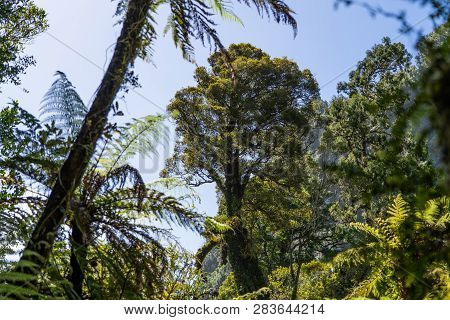 New Zealand Jungle, Amazing Nature Of New Zealand, Huge Tree In The Middle Of The Forrest Of Pororar