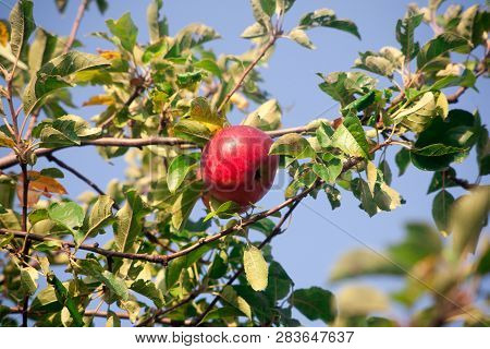 Ripe Juicy Red Apples Of The Idared Variety On Apple Tree Branches In The Orchard Of A Home Apple Fa