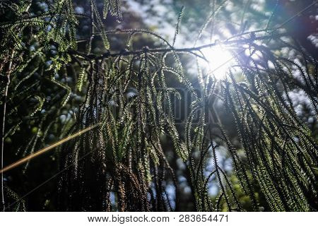 Amazing Nature Of New Zealand, Nature Image Of The Nature In New Zealand, Great Wildlife And Plants 