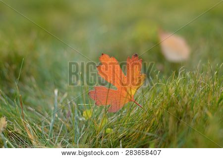 Closeup Of Autumn Colorful Leaf On Green Grass With Blurred Background.