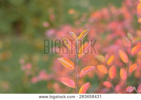 Beautiful Autumn Leaves On A Branch Of Dogwood Bush In The Garden With Colorful Background