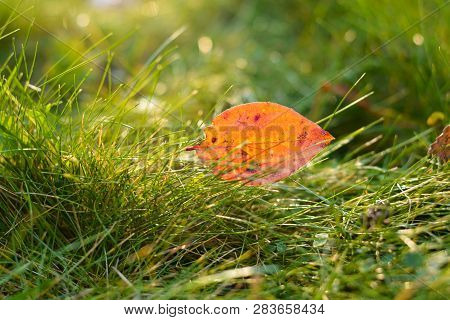 Closeup Of Autumn Orange Leaf On Green Grass After Rain With Blurred Sunny Background