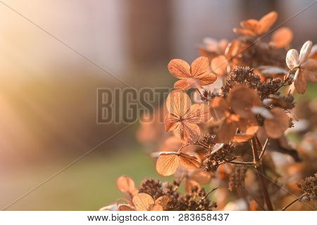 Dried Hydrangea Paniculata In The Autumn Garden With Sun Rays
