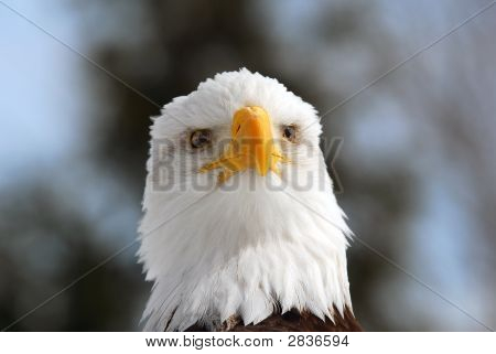 Águila calva americana